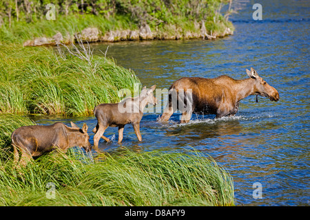Weibliche Elche und zwei Kälbern schwimmen in Town Lake, Chitina, Alaska, USA Stockfoto