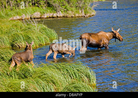 Weibliche Elche und zwei Kälbern schwimmen in Town Lake, Chitina, Alaska, USA Stockfoto