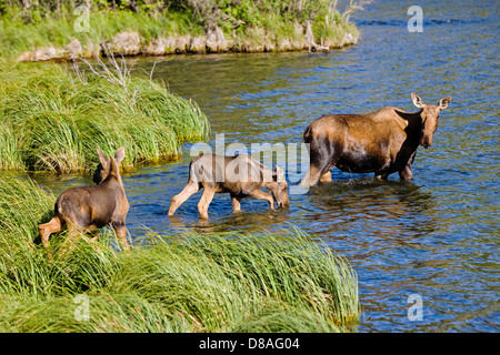 Weibliche Elche und zwei Kälbern schwimmen in Town Lake, Chitina, Alaska, USA Stockfoto