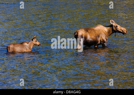 Weibliche Elche und Kalb schwimmen in Town Lake, Chitina, Alaska, USA Stockfoto
