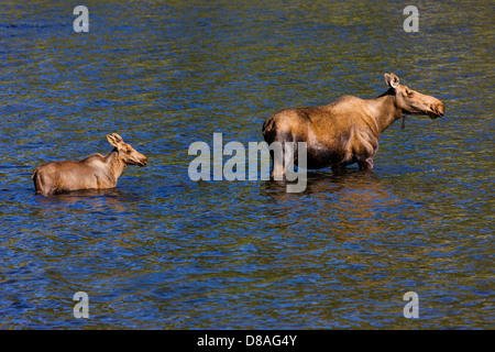 Weibliche Elche und Kalb schwimmen in Town Lake, Chitina, Alaska, USA Stockfoto