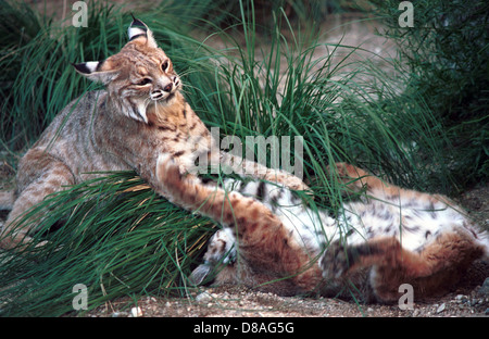 Bobcat, mittlere Lynx Raubtier Wildkatze mit schwarzen Spitzen Stummelschwanz und schwarzen büscheligen Ohren, Wildcat Säugetier Raubtier, Stockfoto