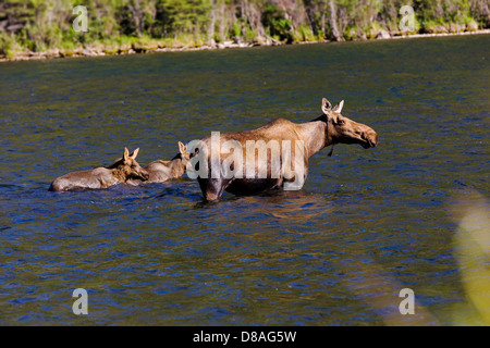 Weibliche Elche und zwei Kälbern schwimmen in Town Lake, Chitina, Alaska, USA Stockfoto