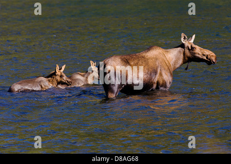 Weibliche Elche und zwei Kälbern schwimmen in Town Lake, Chitina, Alaska, USA Stockfoto