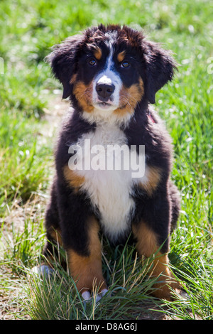 Drei Monate alten Berner Sennenhund Welpen. Rasse und hüten Bauernhof Gebrauchshund ursprünglich aus der Schweiz Stockfoto