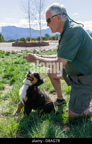 Mann und drei Monate alten Berner Sennenhund Welpen. Eine Rasse und hüten Bauernhof Gebrauchshund ursprünglich aus der Schweiz. Stockfoto