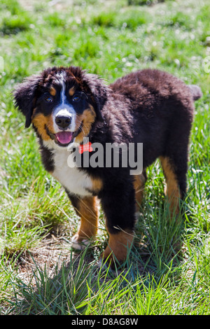 Drei Monate alten Berner Sennenhund Welpen. Rasse und hüten Bauernhof Gebrauchshund ursprünglich aus der Schweiz Stockfoto