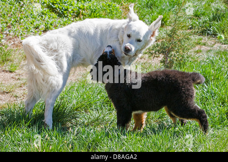 Drei Monate alten Berner Sennenhund Welpe spielt mit einem jungen Platin farbige Golden Retriever Hund. Stockfoto