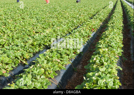 Reihen von Erdbeerfeldern mit Menschen im Hintergrund Erdbeeren pflücken Stockfoto