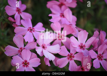 Rosa Blüten blühen auf dem kriechenden Phlox (*Phlox subulata*), einer niedrig wachsenden Staude. Diese Blumen werden oft in Gärten gefunden und sind bekannt für ihre lebendige Farbe und ihre sich ausbreitende Natur. Stockfoto