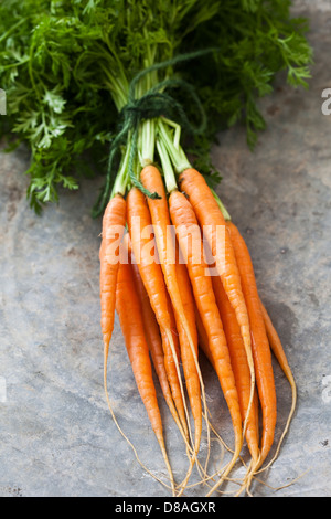 Eine Handvoll frische holländische Karotten mit grünen Spitzen noch angebracht, gebunden zusammen mit grüne Schnur und auf eine Steinoberfläche. Stockfoto