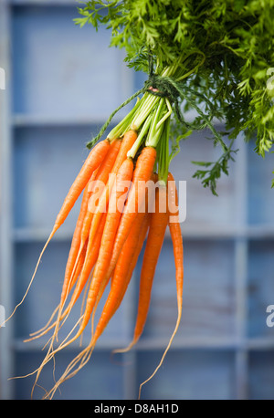 Eine Handvoll frische holländische Karotten mit grünen Spitzen noch in Takt, mit grüne Schnur zusammengebunden. Stockfoto