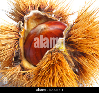 Kastanien Igel isoliert auf weißem Hintergrund Stockfoto