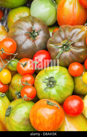 Mischtypen Erbe Tomaten in gestylte Aufnahmen. Stockfoto