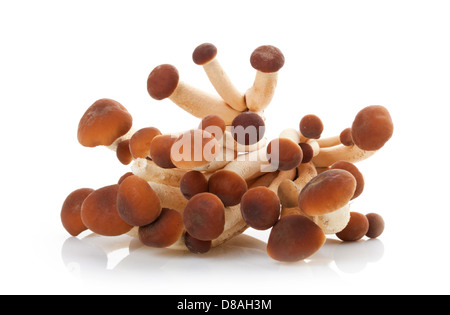 Kleine rohe italienische Pilze Chiodini auf weißem Hintergrund Stockfoto