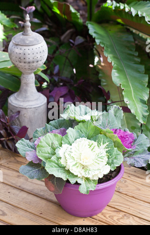 Eingemachte ornamentalen Grünkohl auf einem Holzdeck. Stockfoto