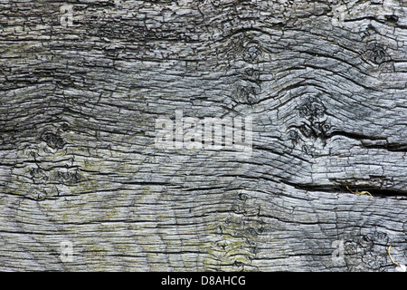 Verwitterter Baumstamm Holzmaserung Stockfoto