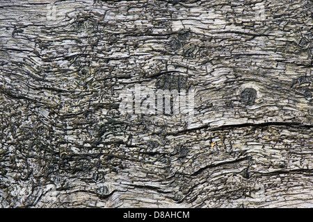Verwitterter Baumstamm Holzmaserung Stockfoto