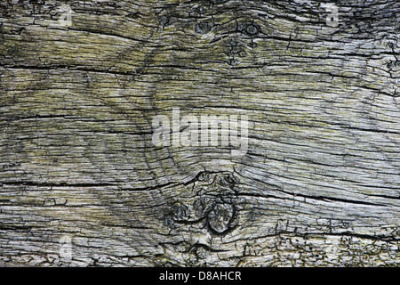 Verwitterter Baumstamm Holzmaserung Stockfoto