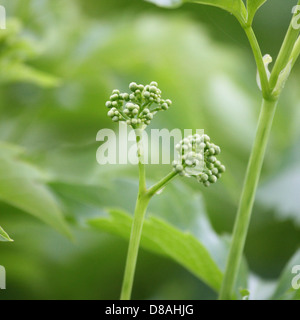 Blütenknospen von wildem Wein hautnah. Stockfoto