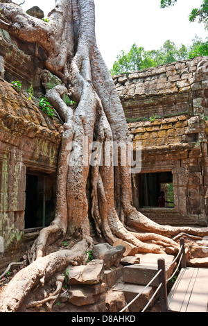 Riesiger Baum wächst auf den antiken Ruinen der Tempel Ta Prohm in Angkor Wat, Siem Reap, Kambodscha Stockfoto