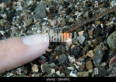 Die kleinste winzige Orange lackiert Anglerfisch (Antennarius Pictus) mit Finger auf der Seite zum Größenvergleich. Ambon Indonesien Stockfoto