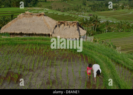 Indonesien, Bali, Mutter und ihre Kinder arbeiten in einem Reisfeld in Terrasse in der Nähe von Jatiluwith Stockfoto