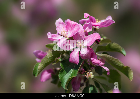 Detailansicht der rosa Apfelblüten unscharfen Hintergrund Stockfoto