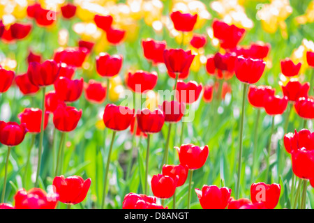 Sonnenüberfluteten rote und gelbe Tulpen auf einem Blumenbeet Stockfoto