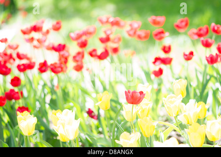 Sonnenüberfluteten rote und gelbe Tulpen auf einem Blumenbeet Stockfoto