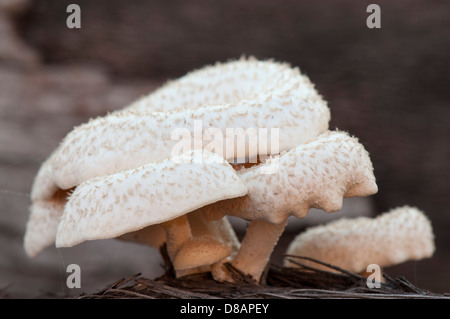 Wilde Pilze wachsen in Wald, Western Ghats, Kerala, Indien Stockfoto