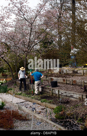 GÄRTNER BEI DER ARBEIT AM RHS WISLEY. Stockfoto