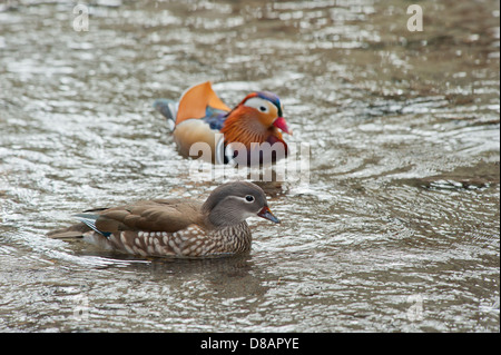 Männliche und weibliche Mandarinente schwimmen im Bach Stockfoto