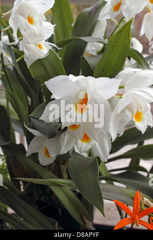 COELOGYNE MOOREANA WESTONBIRT. WEIßE ORCHIDEE. Stockfoto