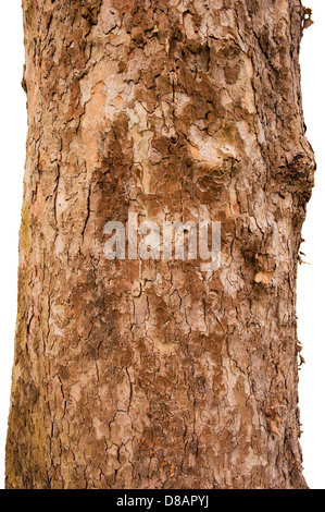 Schuppige Rinde des Baumes Sycamore isoliert auf weißem Hintergrund Stockfoto