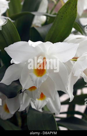 COELOGYNE MOOREANA WESTONBIRT. WEIßE ORCHIDEE. Stockfoto