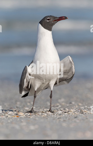 Lachende Möve - Balz Anzeige Haltung Stockfoto