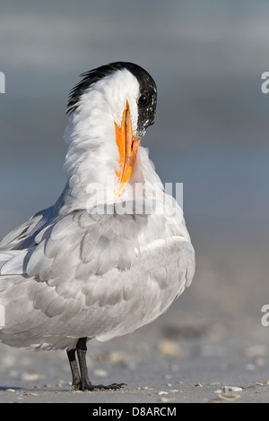 Königliche Tern putzen - Nahaufnahme Stockfoto