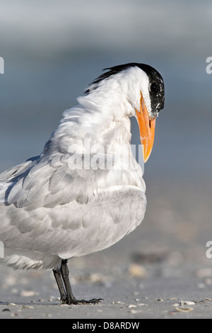 Königliche Tern putzen - Nahaufnahme Stockfoto