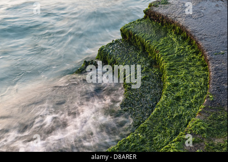 Das Meer, das über alten Unkrautbedeckten Steinstufen bei Ebbe wascht, in Venedig, Italien Stockfoto