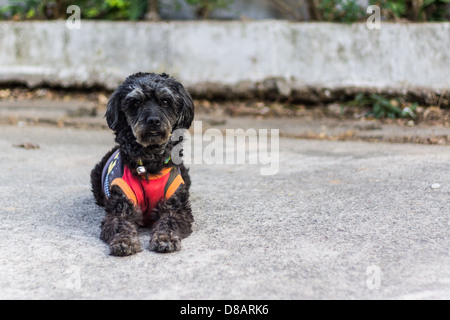 Schwarzer zottigen Hund liegen an der Straße, überqueren Rasse zwischen ein Cocker Spaniel und Pudel Stockfoto