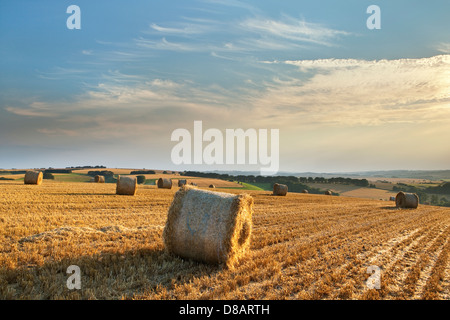 Ein Blick auf einem abgeernteten Maisfeld mit Strohballen und Stoppeln am Abend Sonnenlicht bei blauem Himmel oben Stockfoto