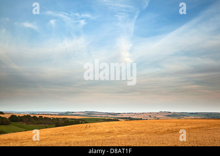 Einen weiten Blick über eine geernteten Kornfeldern in Abend Sonnenlicht bei blauem Himmel oben Stockfoto