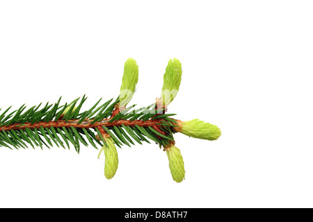 Tanne Zweig mit winzigen frische Knospen isoliert auf weißem Hintergrund Stockfoto