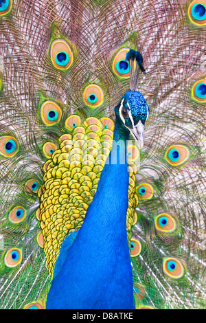 Porträt der schönen Pfau mit Federn Stockfoto