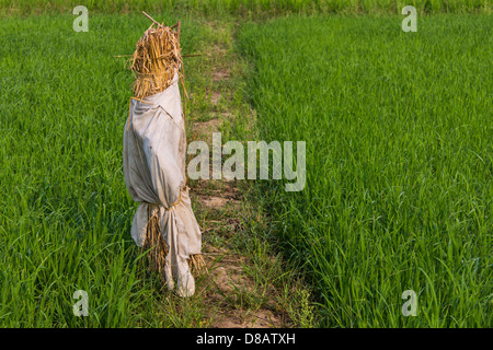 Vogelscheuche im paddy Stockfoto