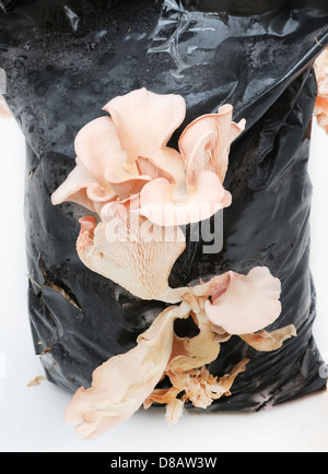 Pink Champagne Austernpilze wachsen in einem schwarzen Polyethylen-Beutel Stockfoto