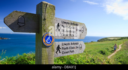 Küstenpfad Caerfai Bay St Davids Pembrokeshire Wales Stockfoto