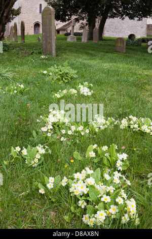 Primeln auf einem Grab in der St. Peters Church in Cotswold Dorf von Southtrop, Gloucestershire UK Stockfoto