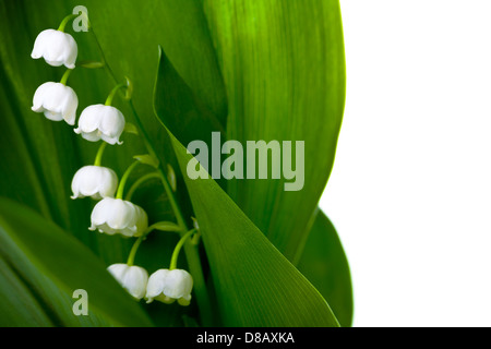 Lily Of The Valley (Convallariaarten Majalis) isoliert auf weißem Hintergrund Stockfoto